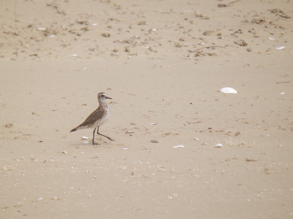 American/Pacific Golden-Plover (Lesser Golden-Plover) - ML57623361