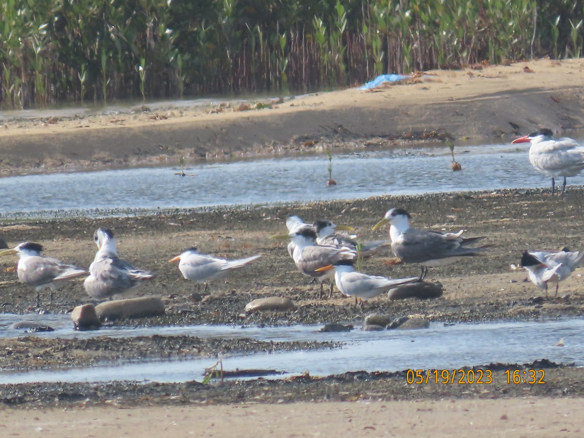 Lesser Crested Tern - Ute Langner