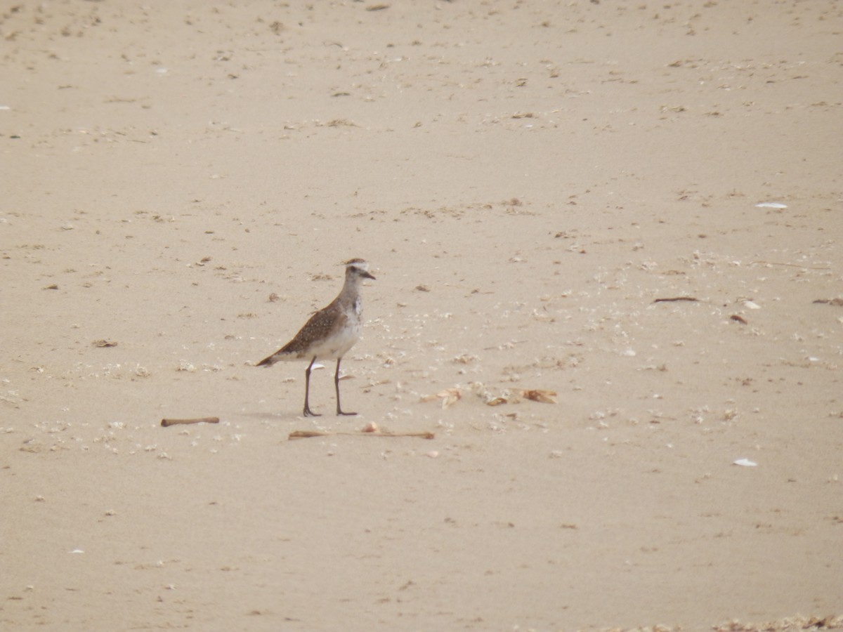 American/Pacific Golden-Plover (Lesser Golden-Plover) - ML57623391
