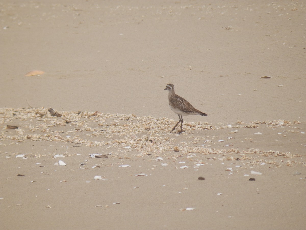American/Pacific Golden-Plover (Lesser Golden-Plover) - ML57623421
