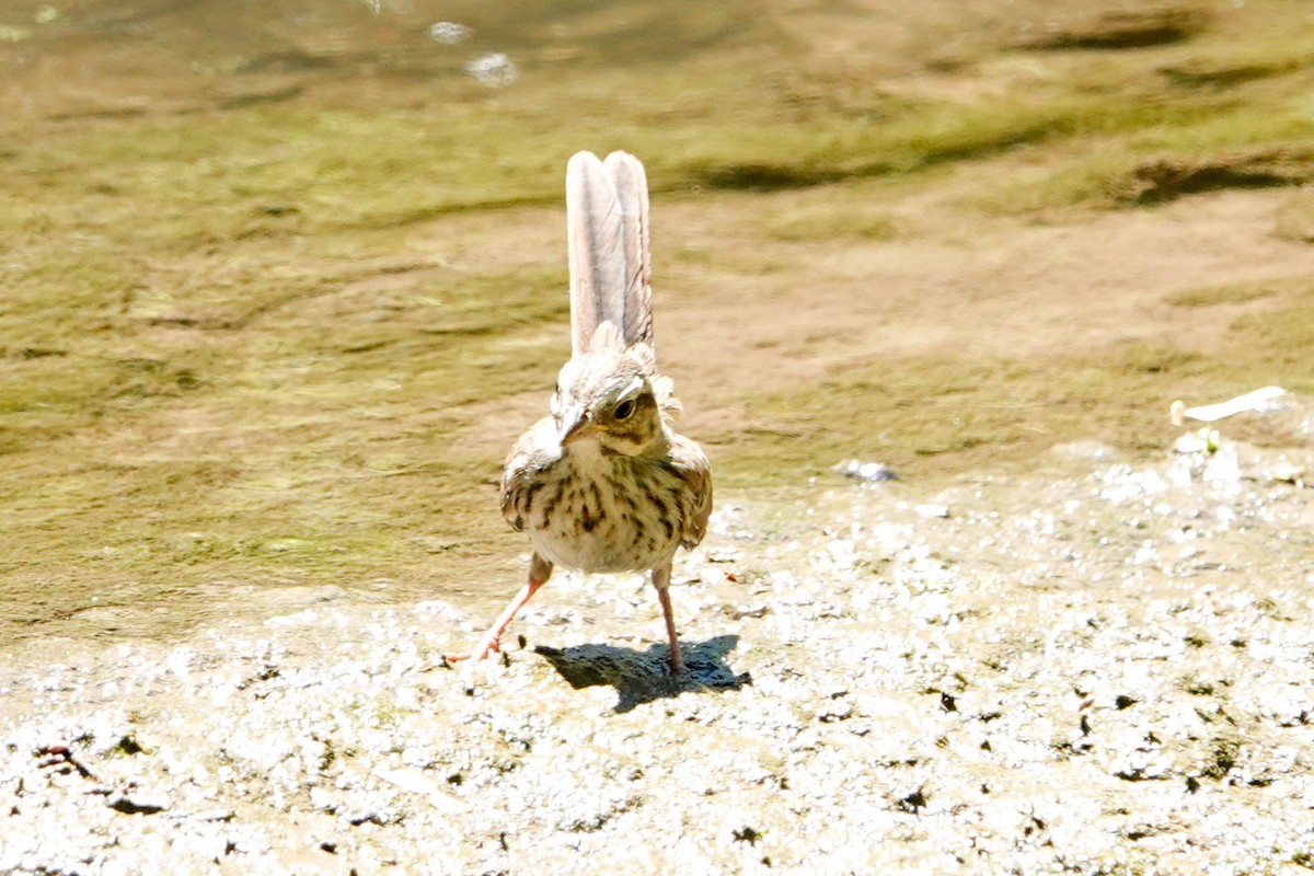 Song Sparrow - Kathy Doddridge