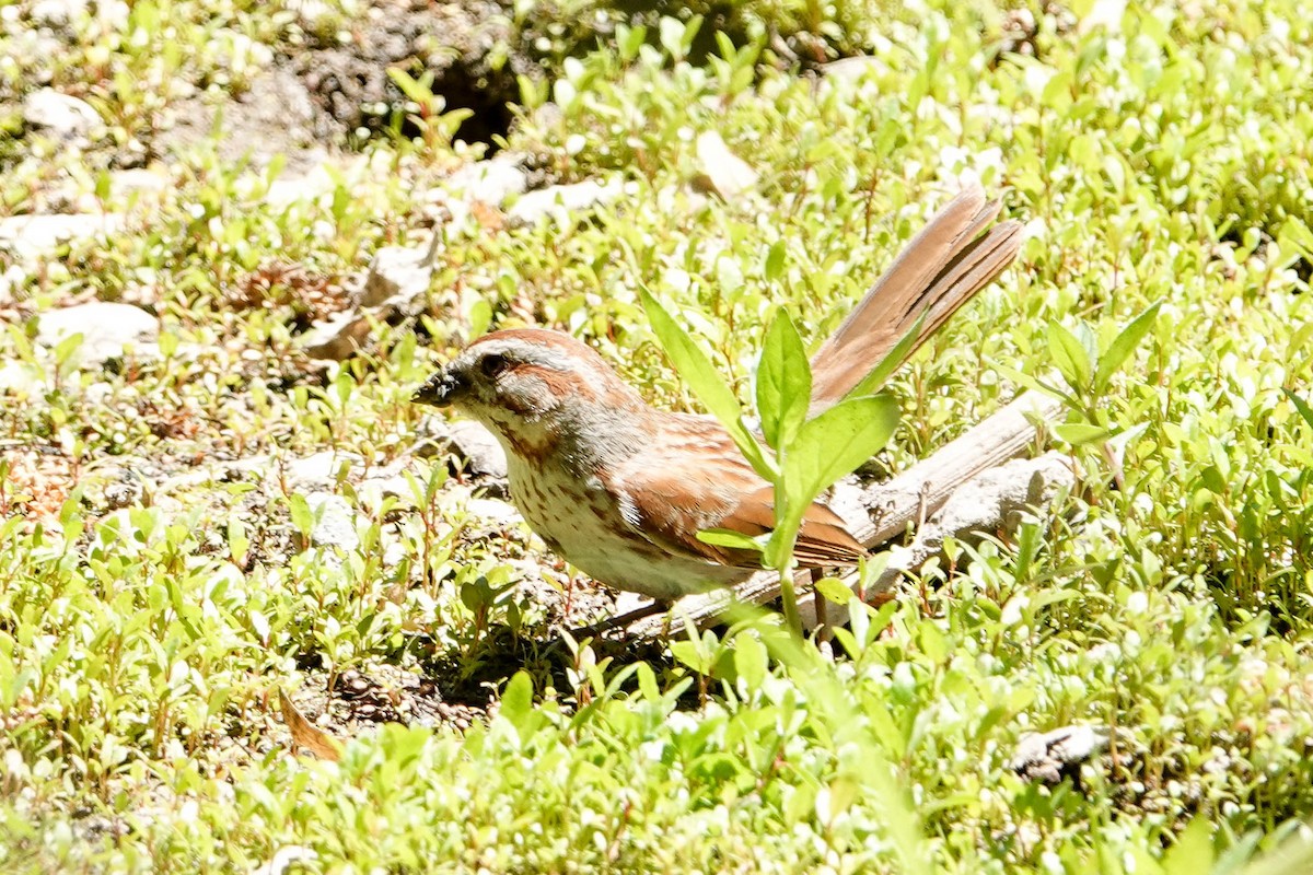 Song Sparrow - Kathy Doddridge