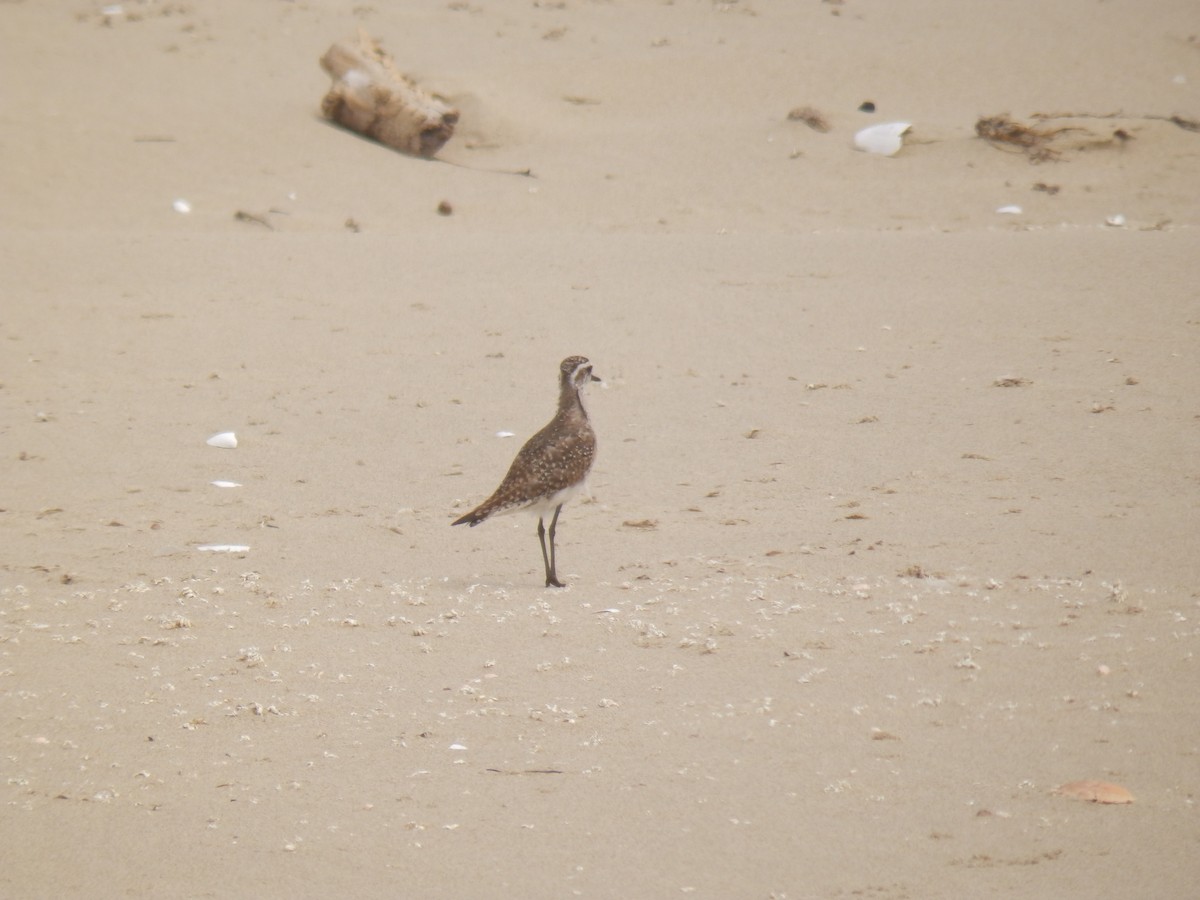American/Pacific Golden-Plover (Lesser Golden-Plover) - ML57623431