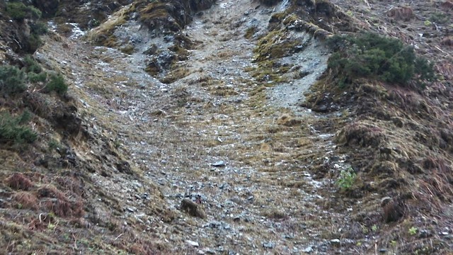 Altai Accentor - ML576235111