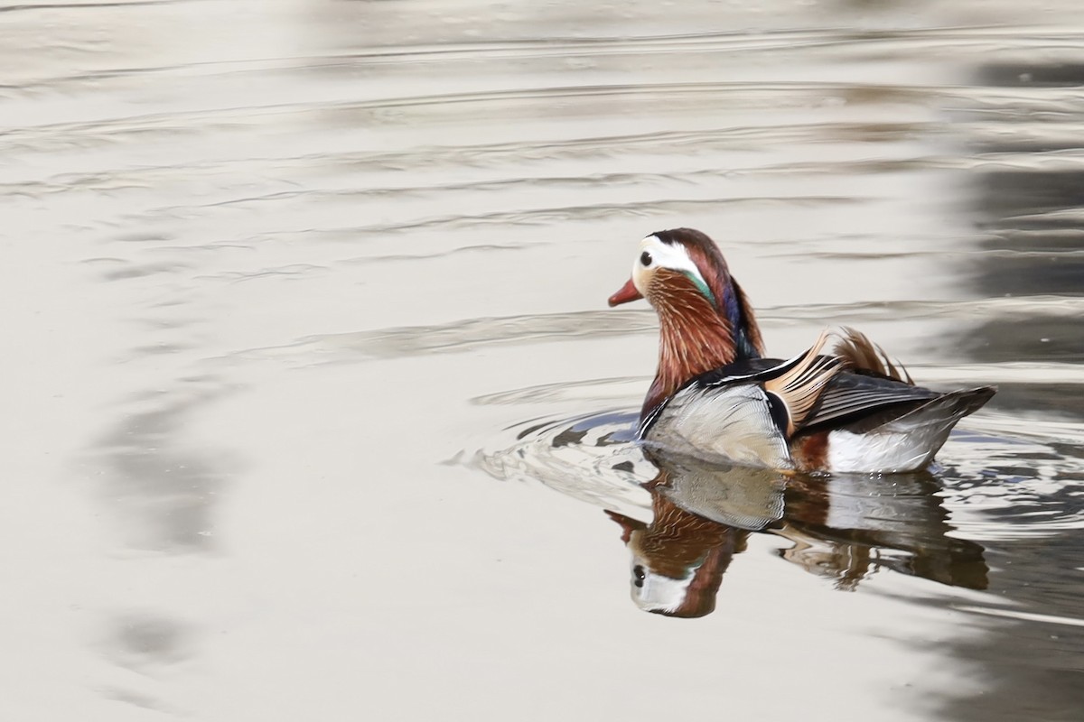 Canard mandarin - ML576235411