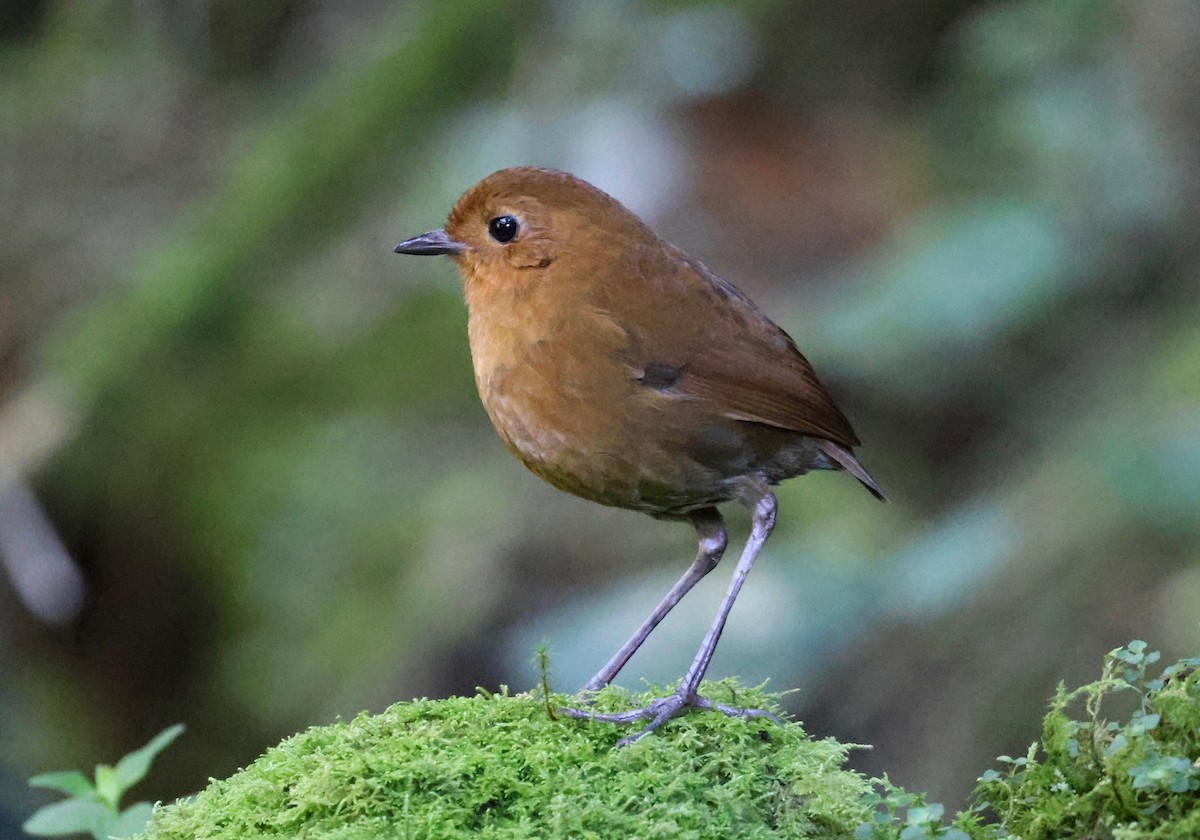 Equatorial Antpitta - Stein Henning Olsen