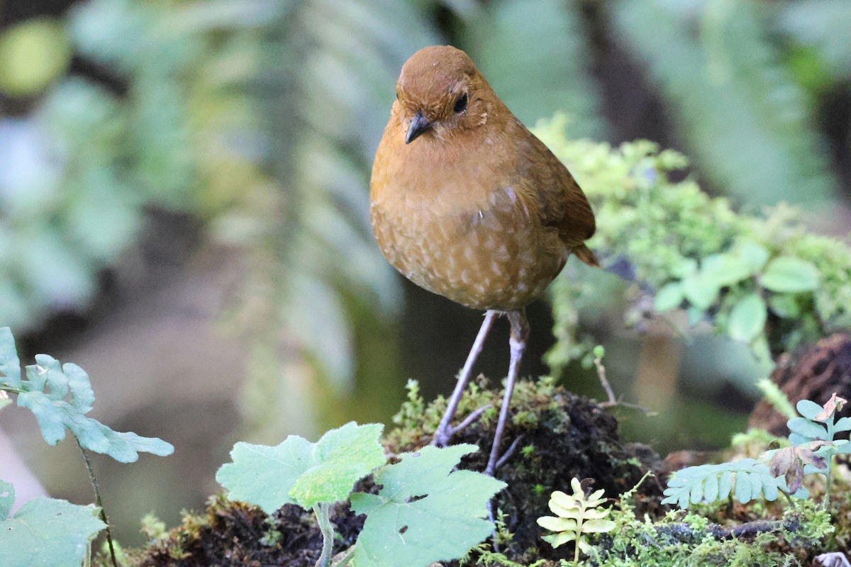 Equatorial Antpitta - Stein Henning Olsen