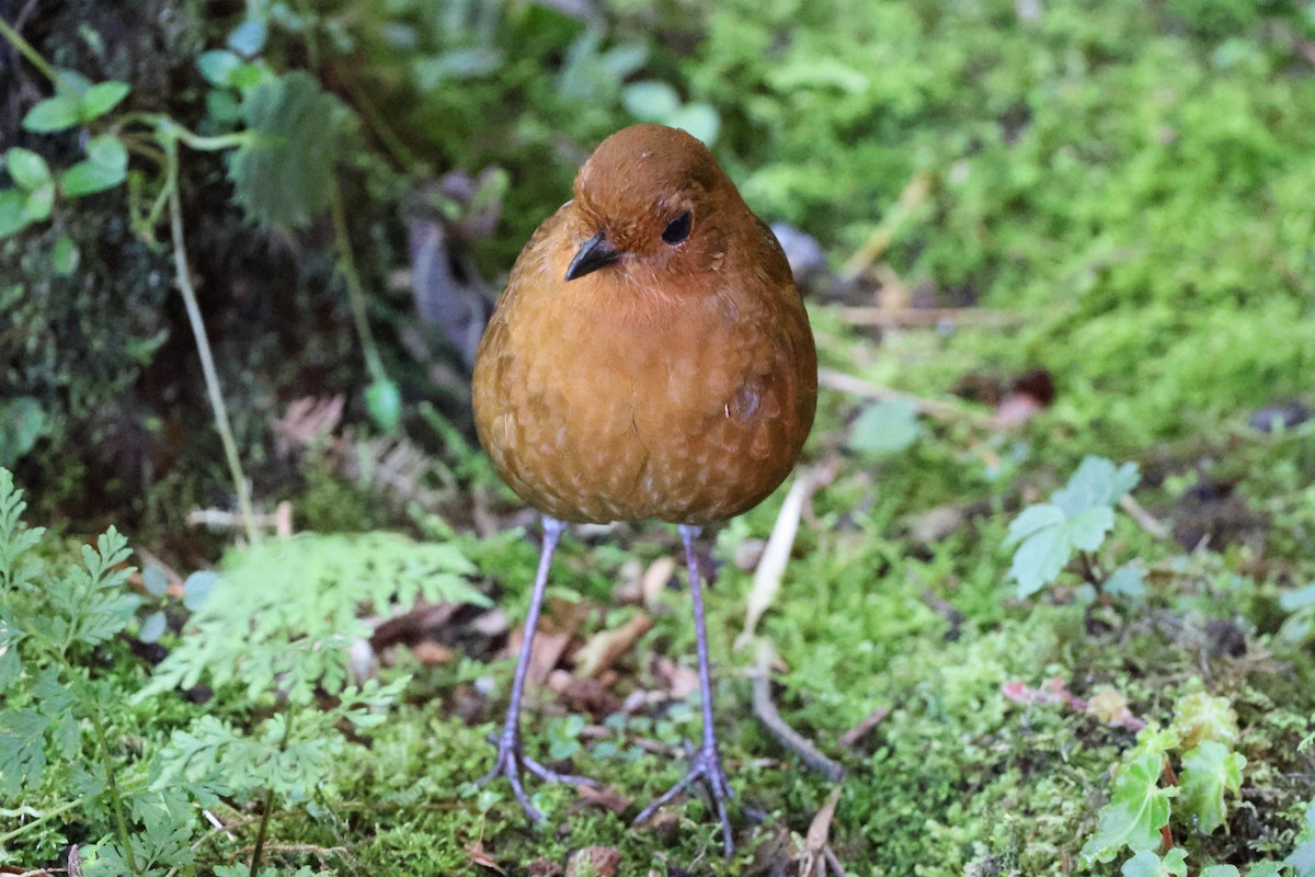 Equatorial Antpitta - Stein Henning Olsen