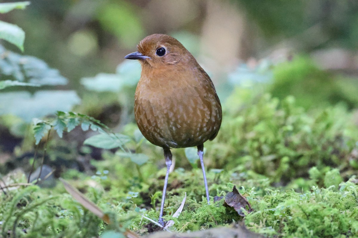 Equatorial Antpitta - Stein Henning Olsen