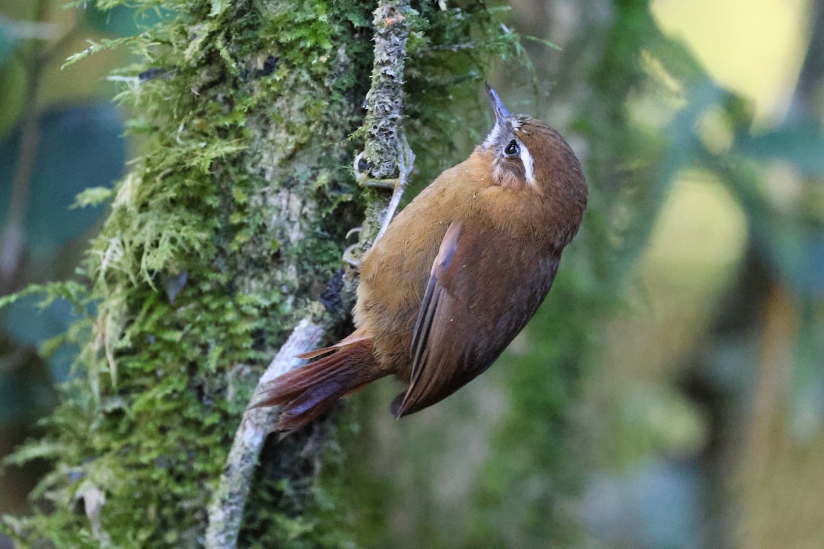 Mountain Wren - Stein Henning Olsen