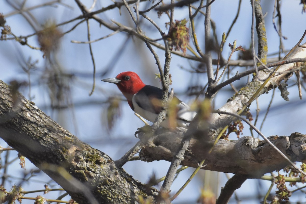 Red-headed Woodpecker - Ben Anderson