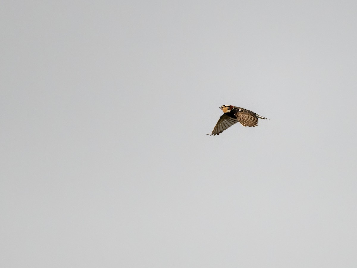 Chestnut-collared Longspur - Alan Van Norman