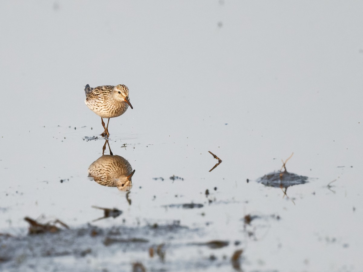 White-rumped Sandpiper - ML576238111