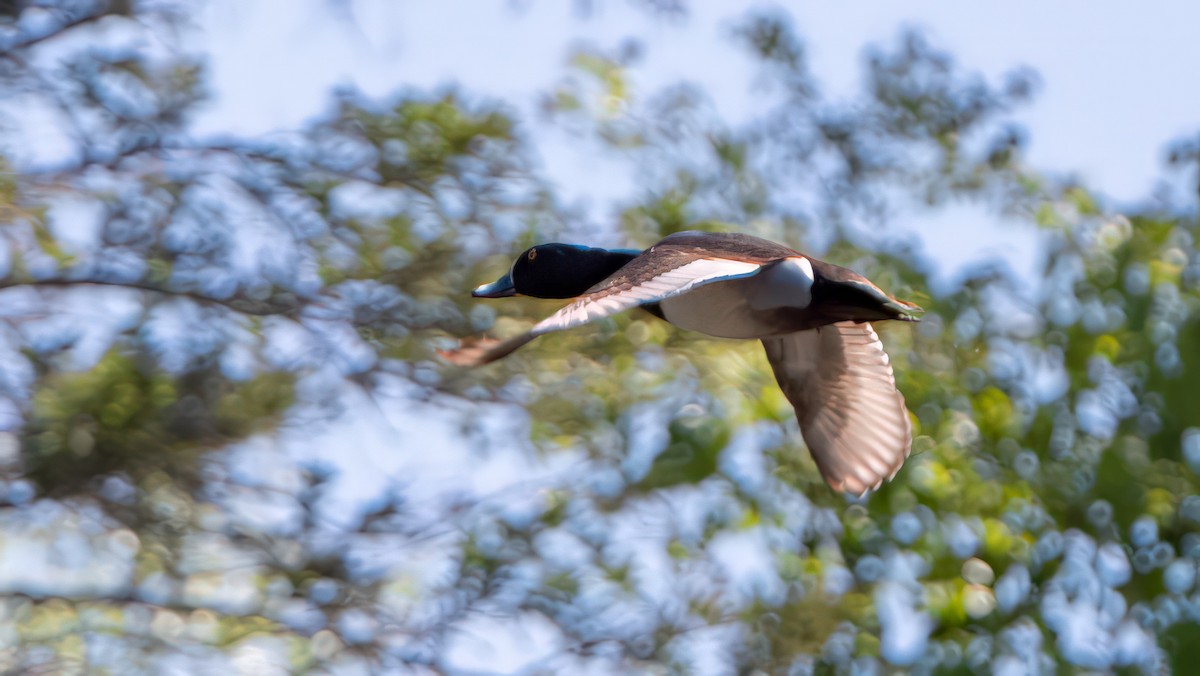 Ring-necked Duck - Alysia Volstad