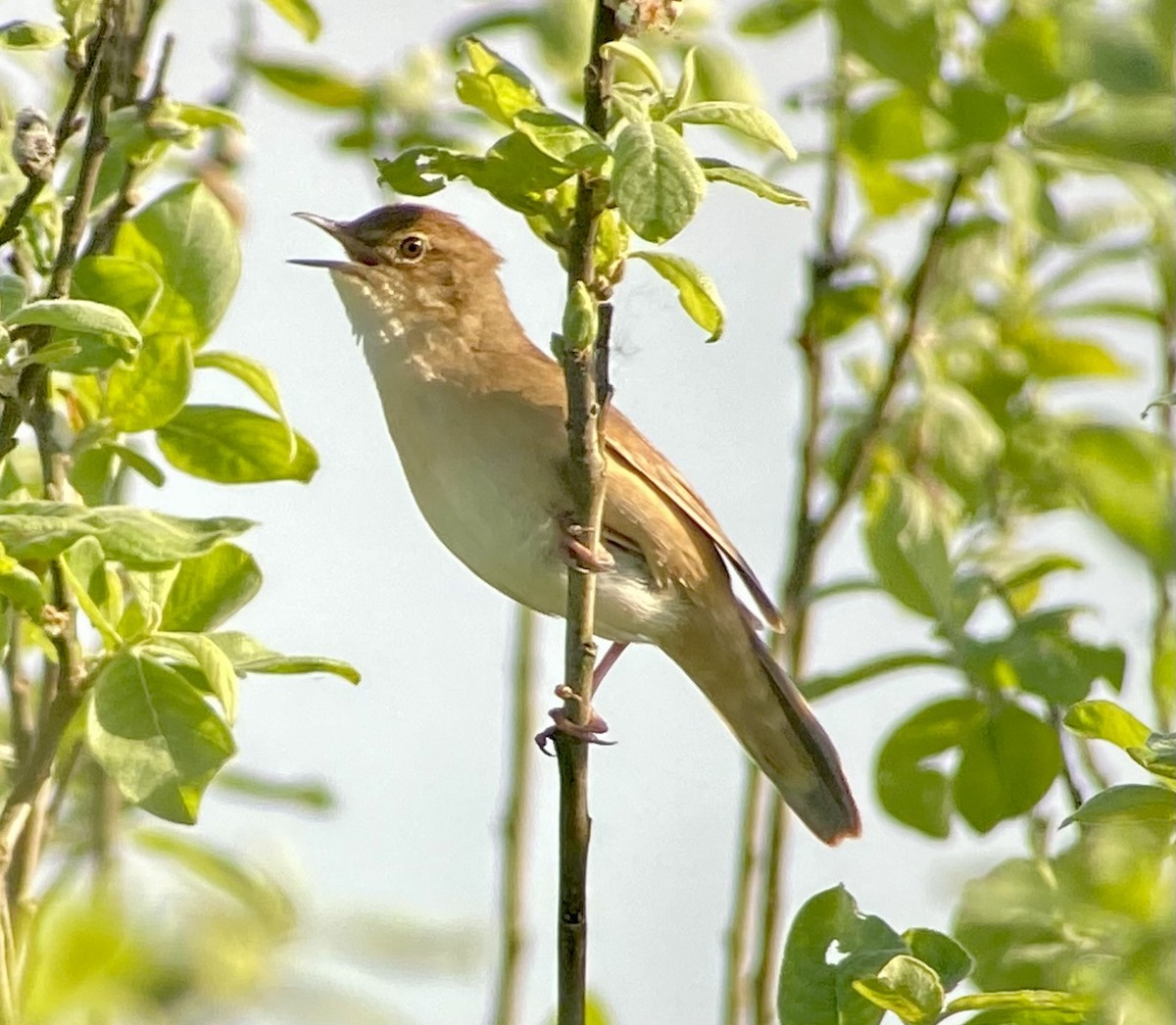 Savi's Warbler - ML576240021