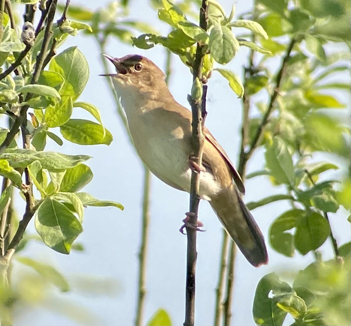 Savi's Warbler - ML576240031