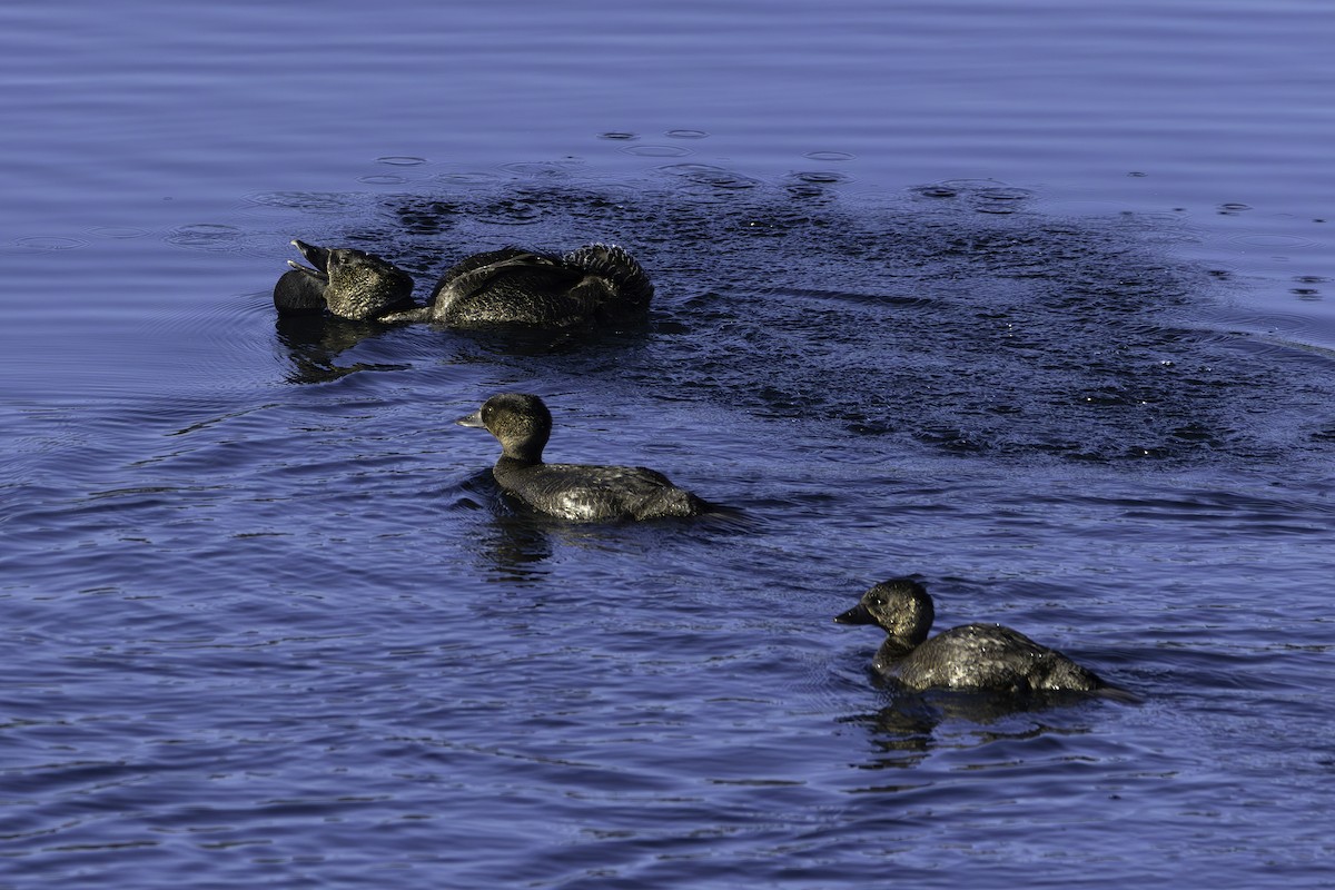 Musk Duck - ML576241251