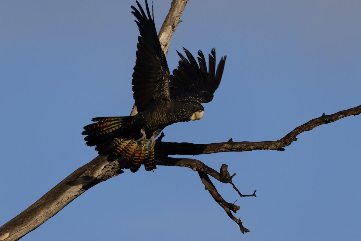 Red-tailed Black-Cockatoo - ML576241321