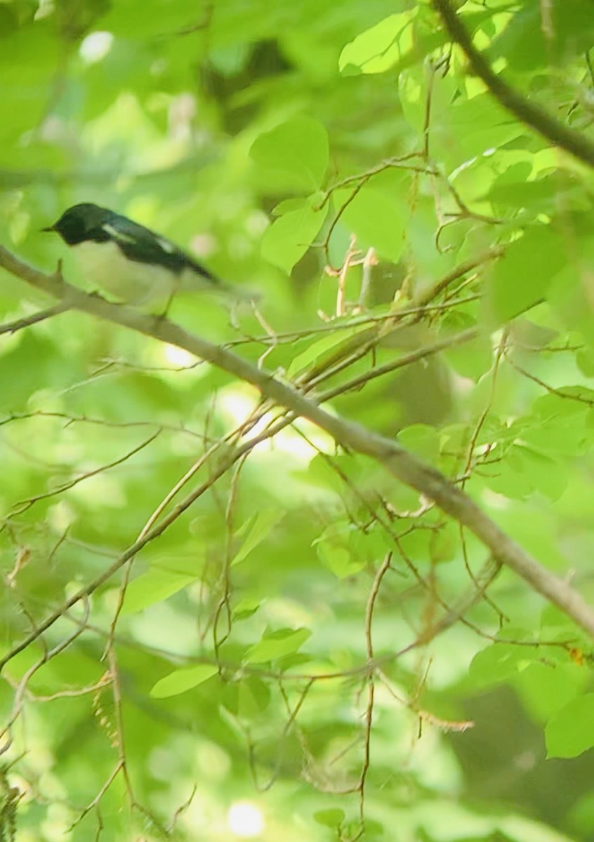 Black-throated Blue Warbler - ML576241431