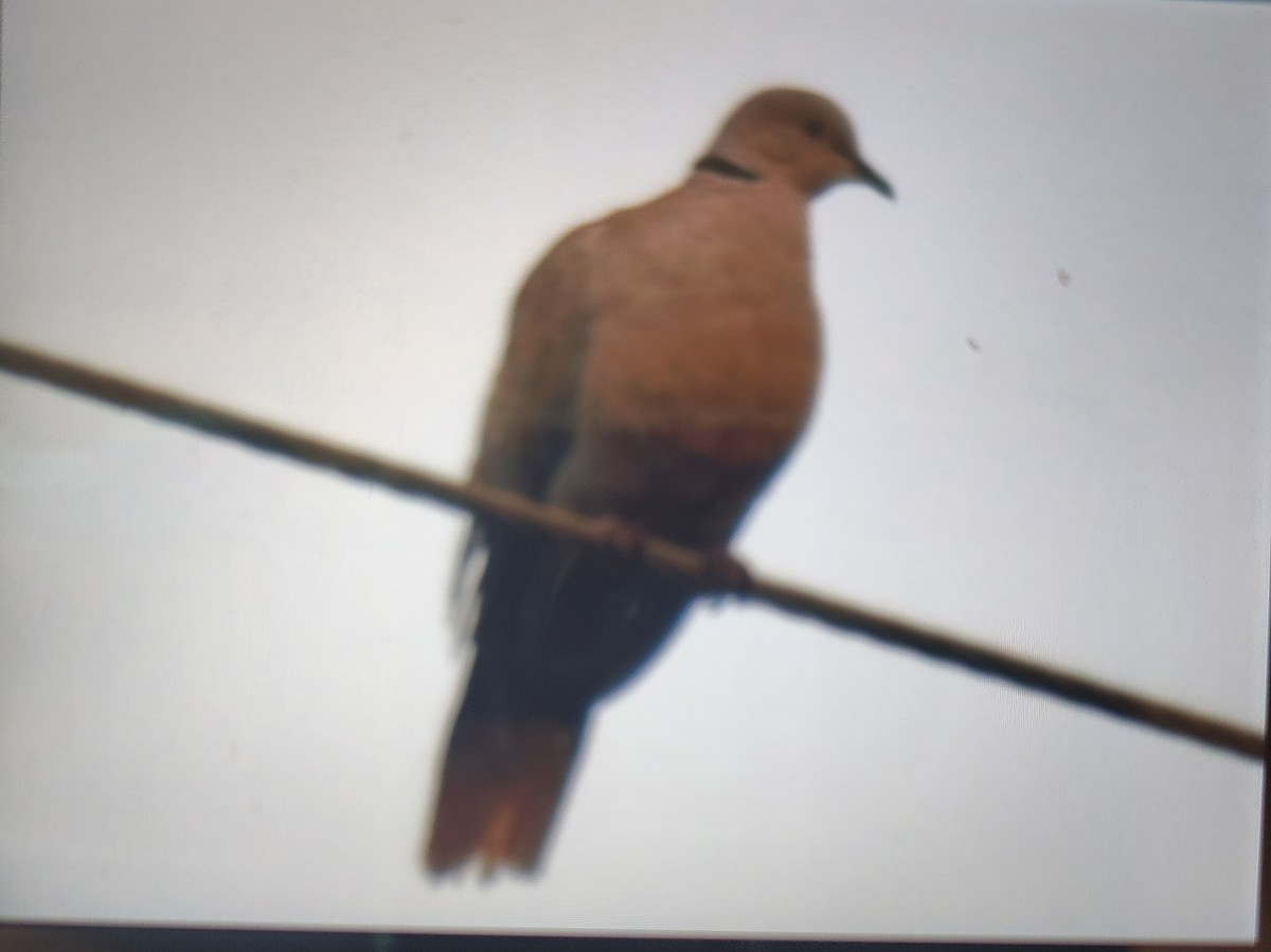 Eurasian Collared-Dove - ML576242251