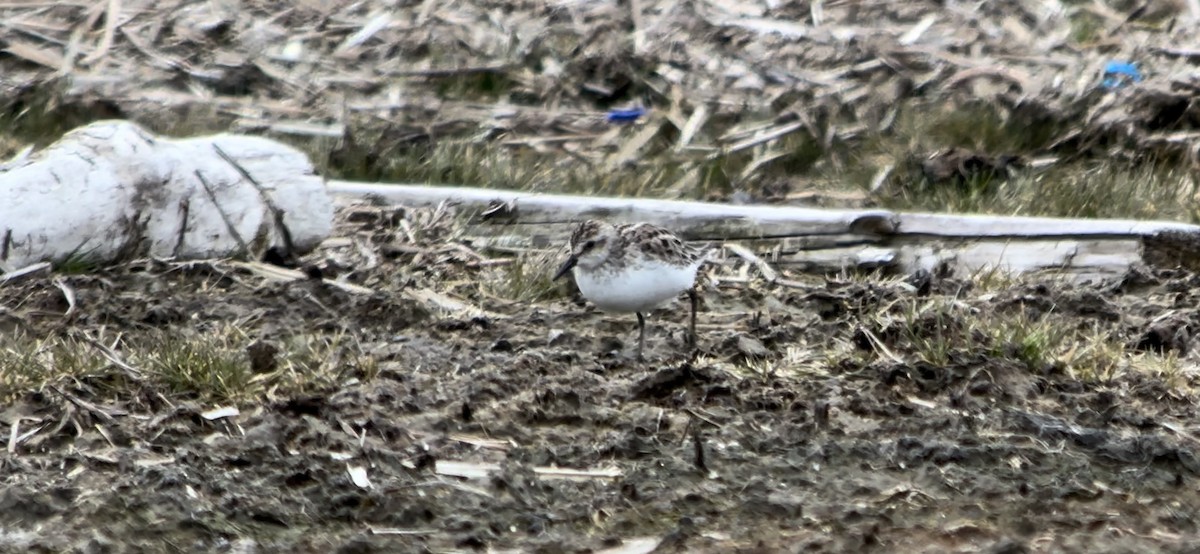 Semipalmated Sandpiper - ML576242501