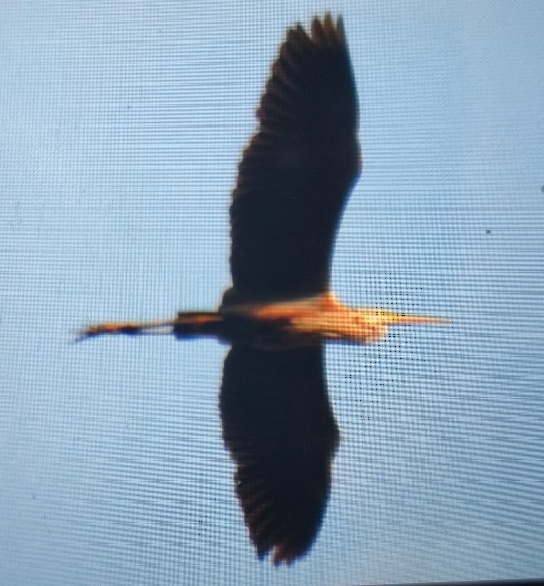 Purple Heron - ML576242871