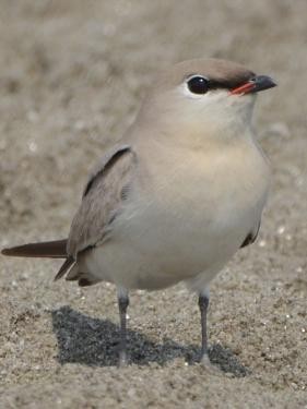 Small Pratincole - ML576243231