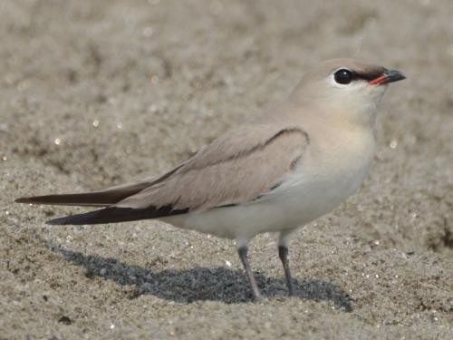 Small Pratincole - ML576243241