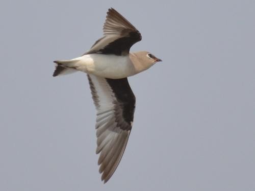 Small Pratincole - ML576243251