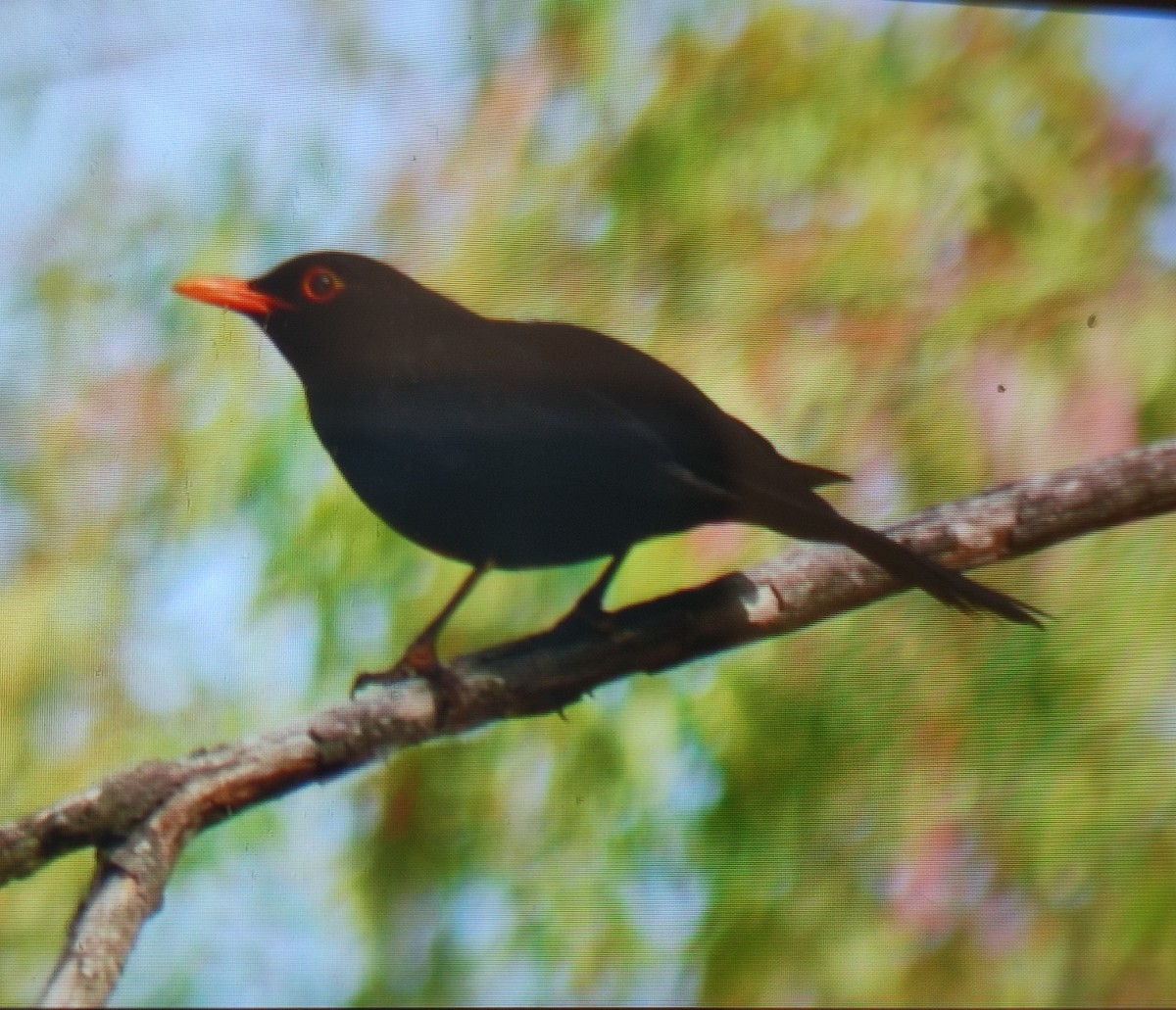 Eurasian Blackbird - ML576244031