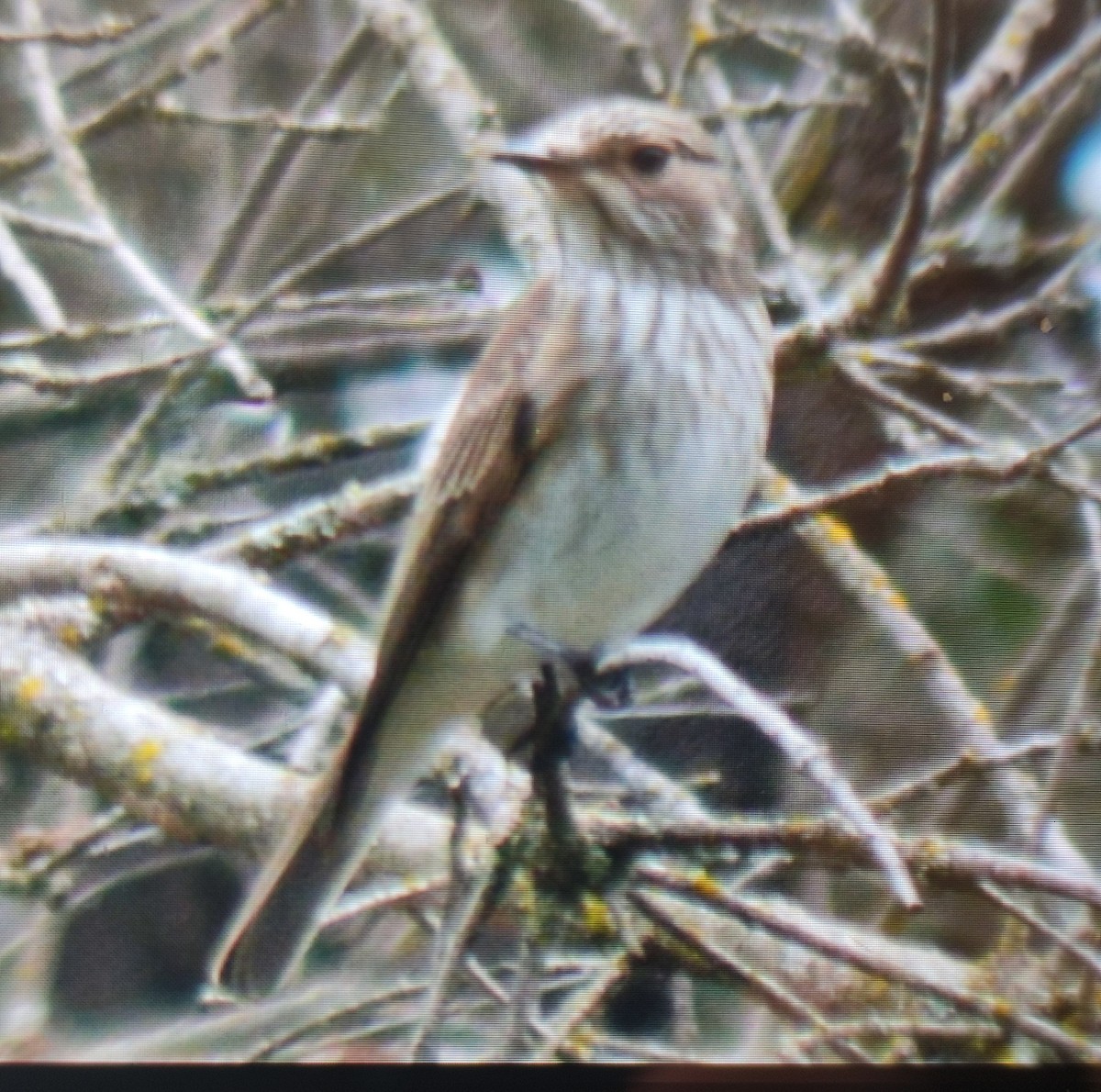 Spotted Flycatcher - ML576244071