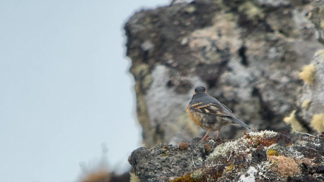 Varied Thrush - ML576244121