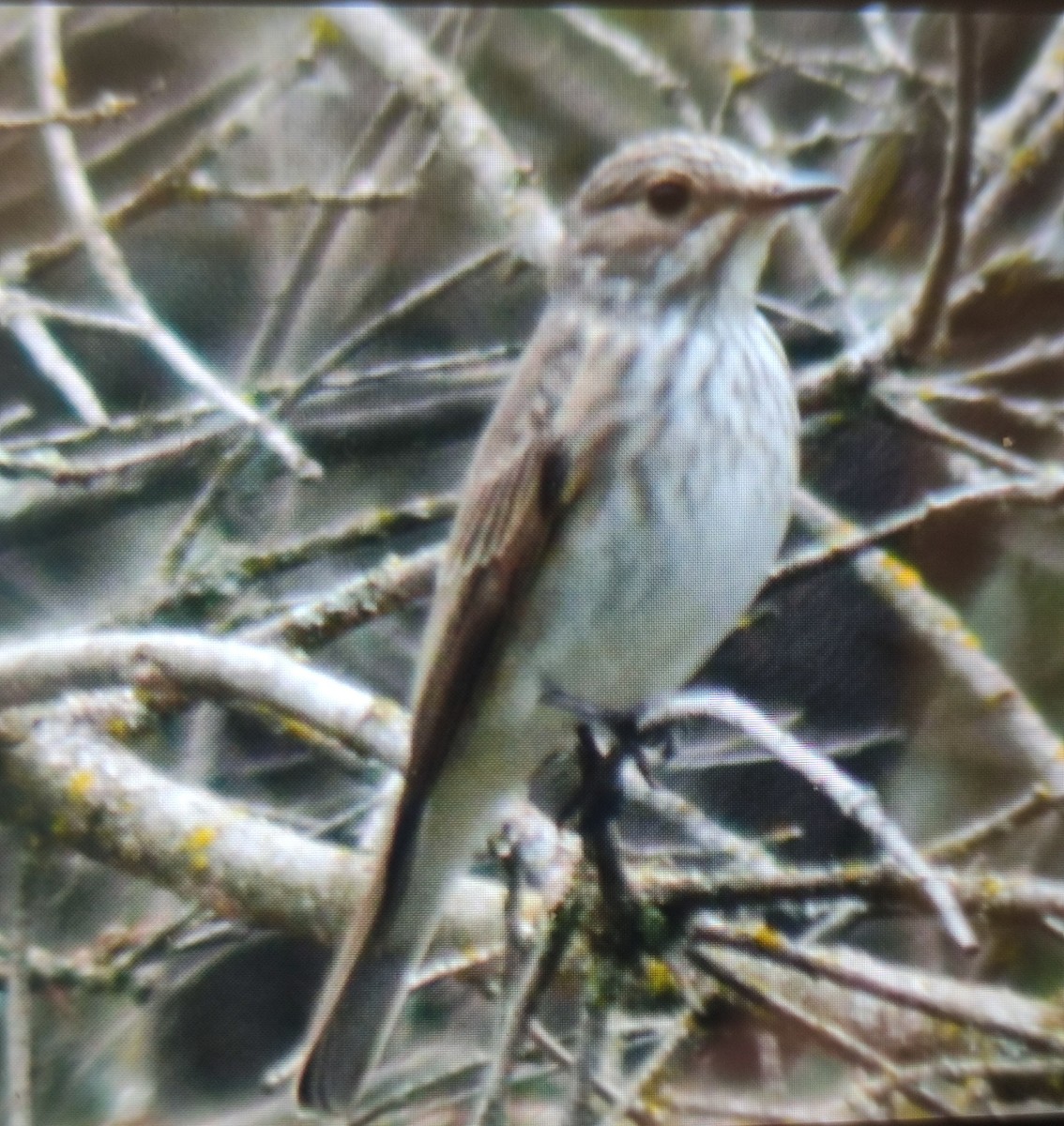 Spotted Flycatcher - Carlos Herranz