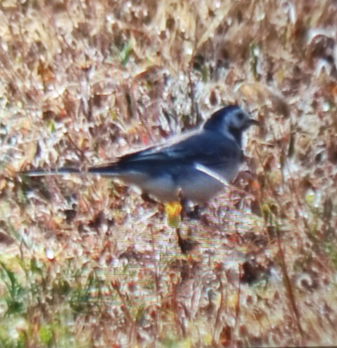 White Wagtail - ML576244221