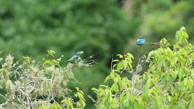 Dacnis bleu - ML576244361