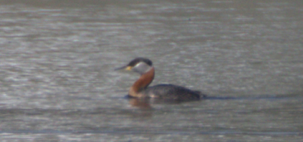 Red-necked Grebe - ML576244681