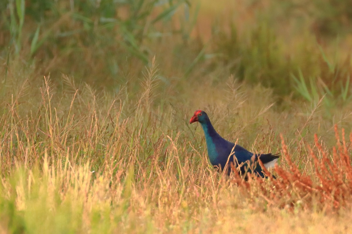 Gray-headed Swamphen - Mohamed  Nijas