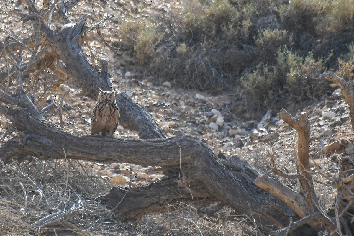 Pharaoh Eagle-Owl - Itamar Donitza