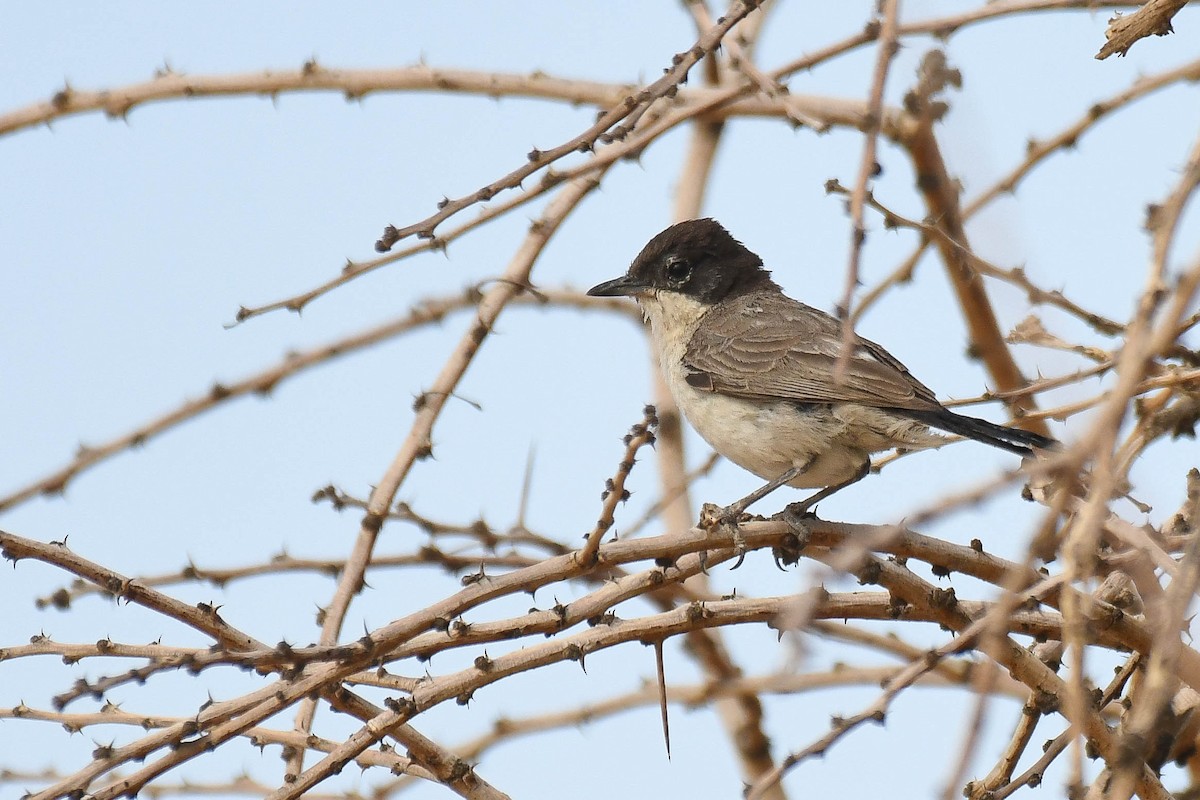 Arabian Warbler - ML576246101