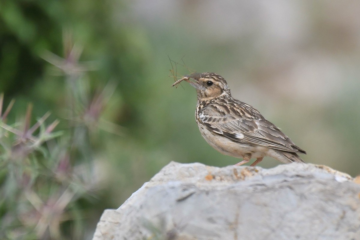 Wood Lark - ML576246501