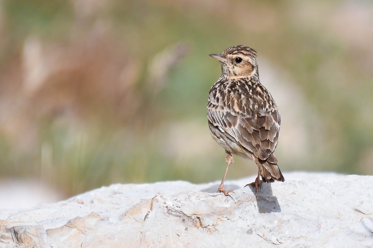 Wood Lark - ML576246511