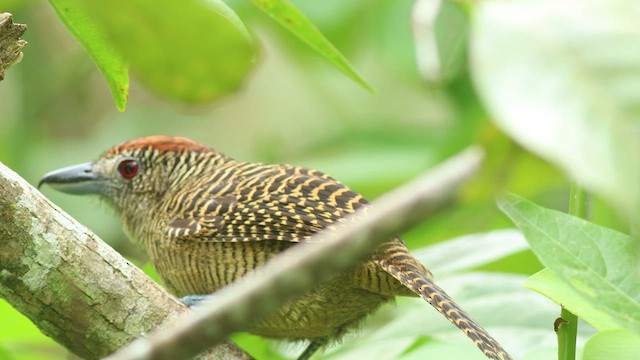 Fasciated Antshrike - ML576247731