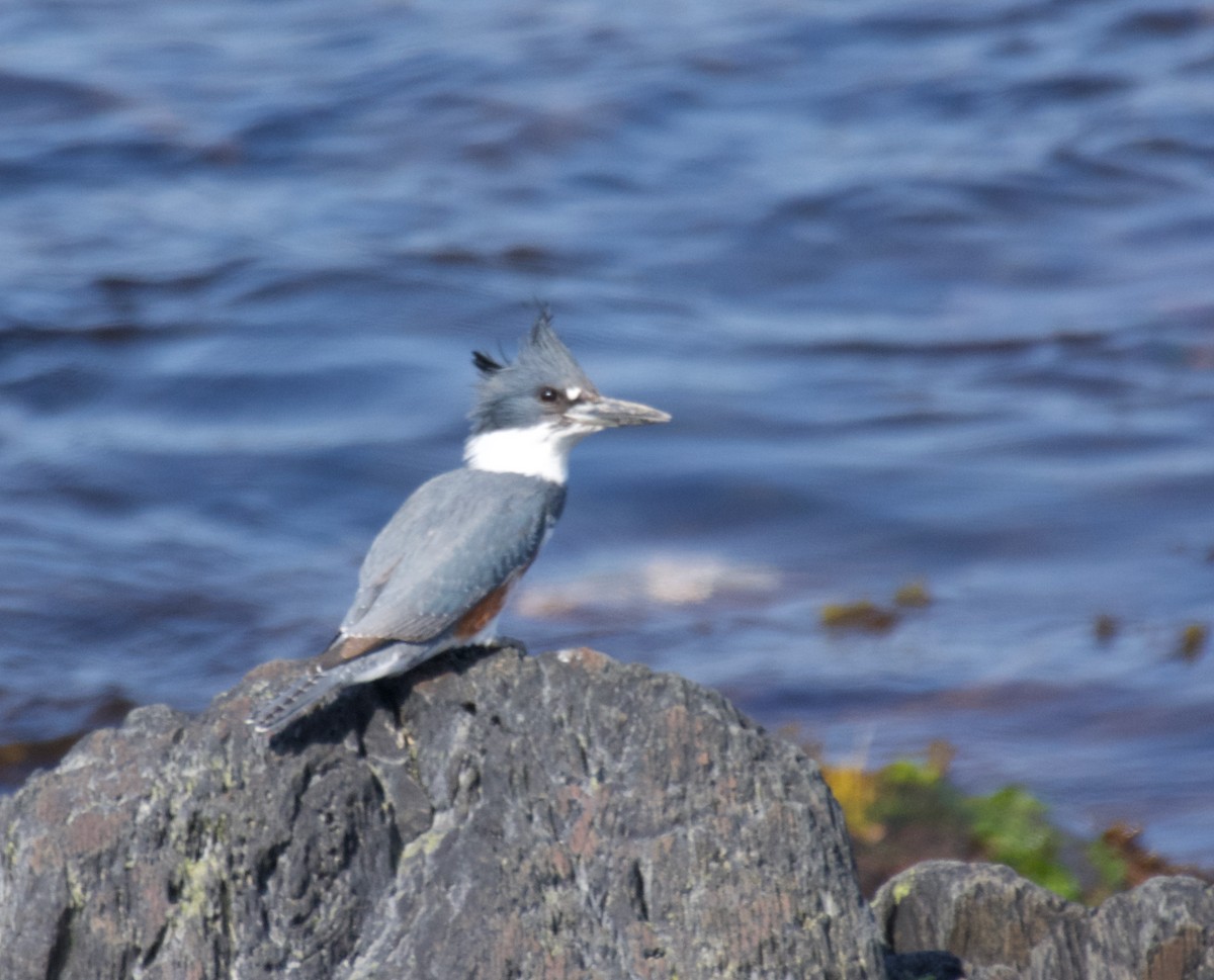 Belted Kingfisher - Susan and Andy Gower/Karassowitsch