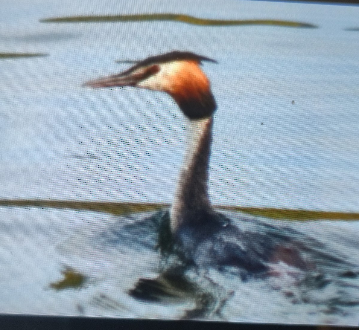 Great Crested Grebe - ML576248271