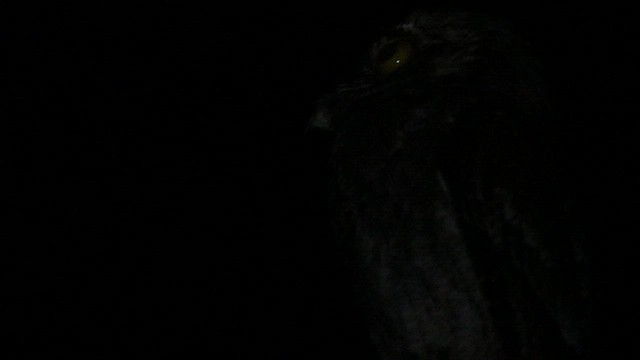 Common Potoo - ML576248441