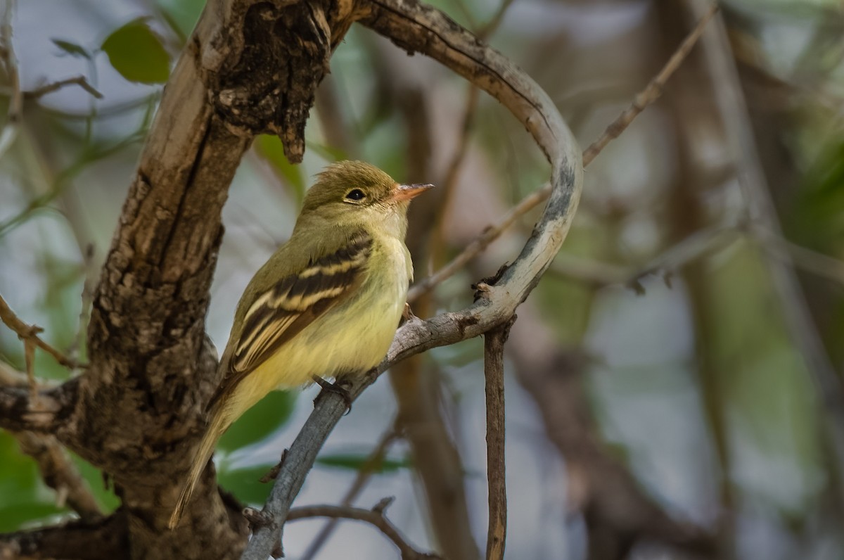 Acadian Flycatcher - ML576248521