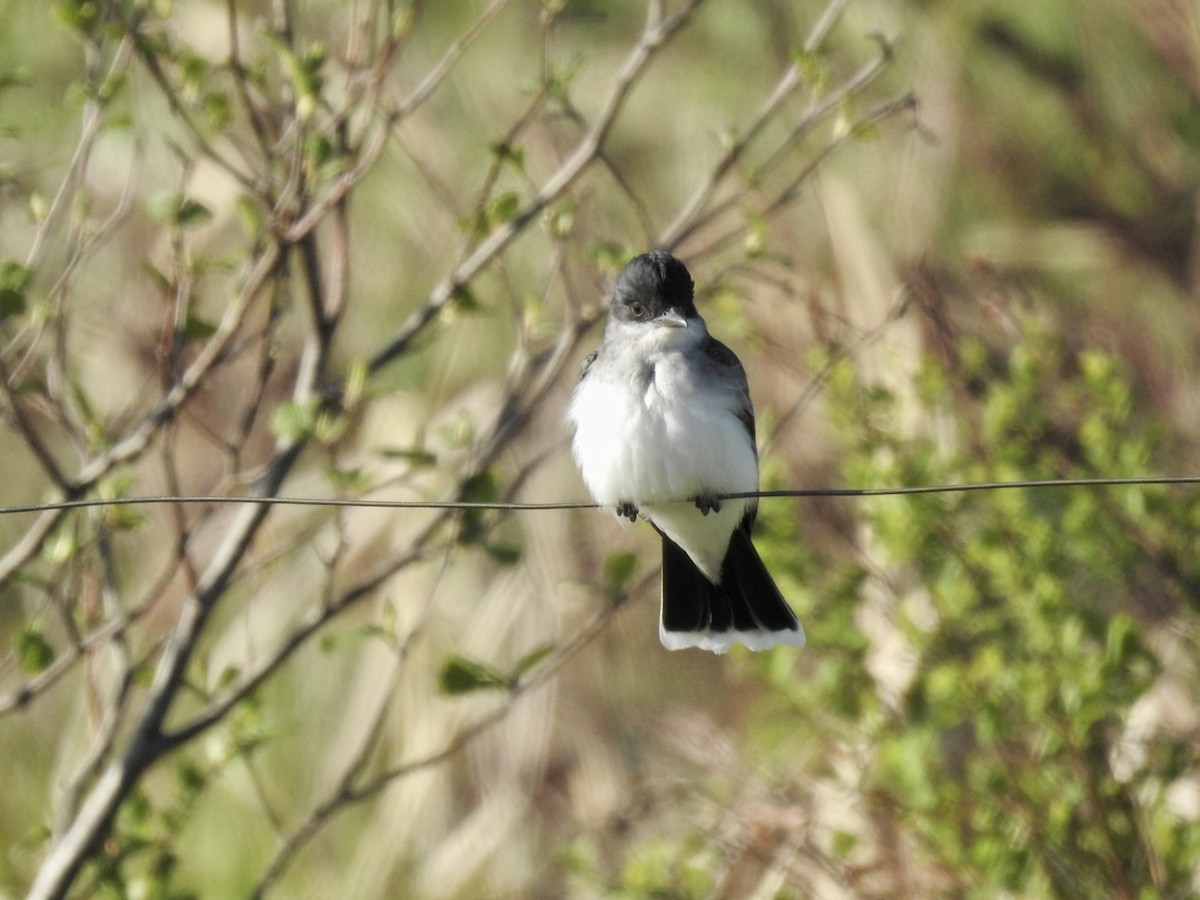 Eastern Kingbird - ML576248961