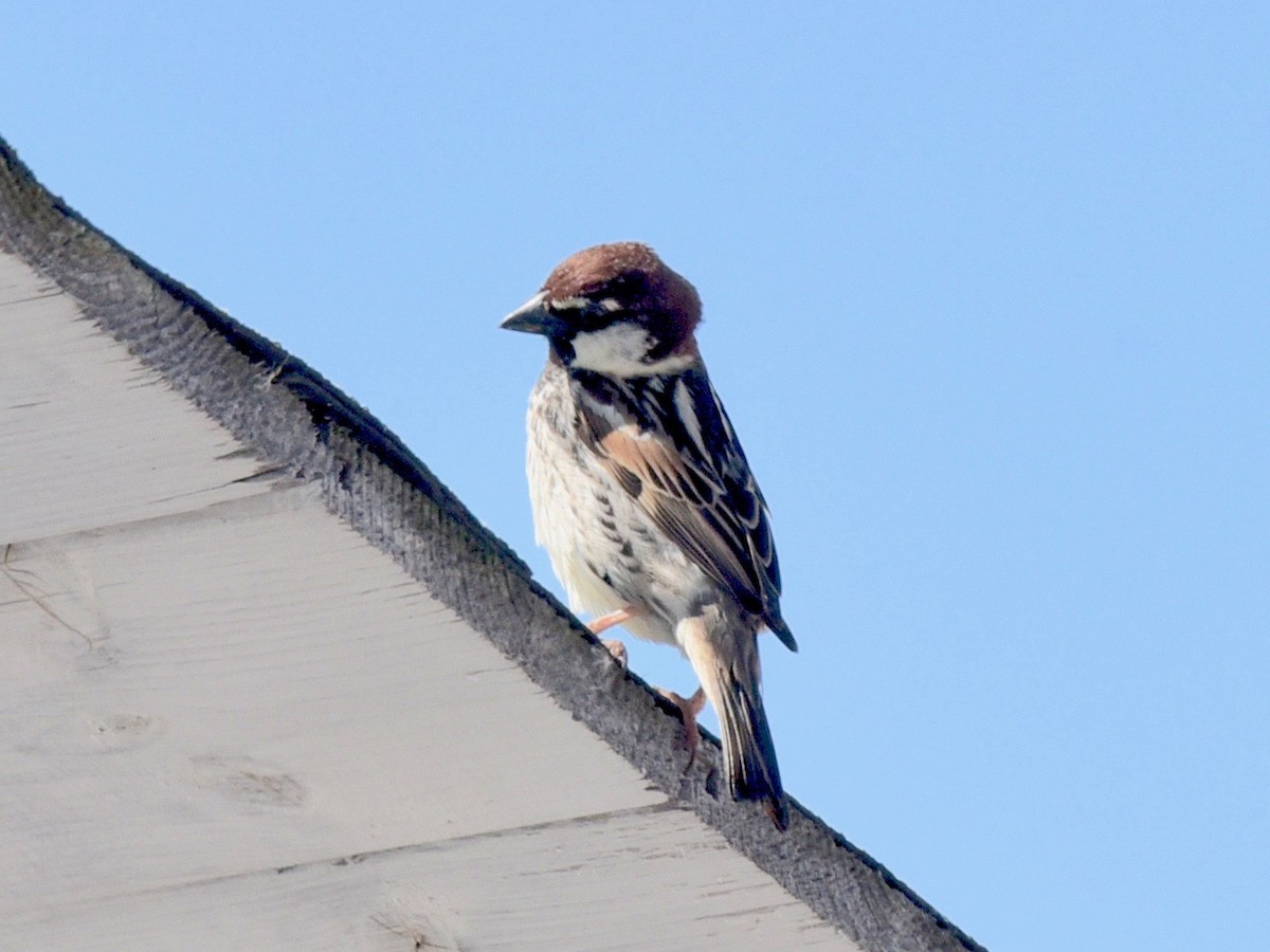 Spanish Sparrow - ML576249261