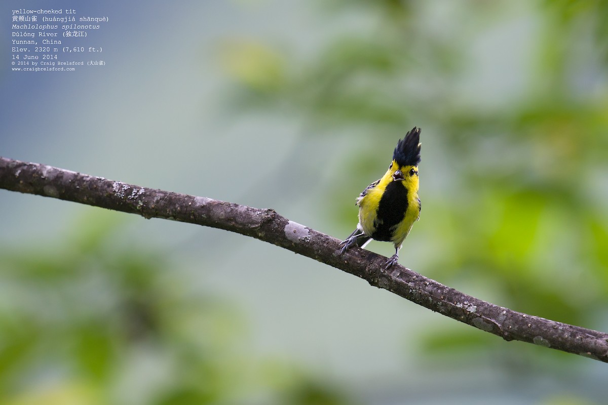 Yellow-cheeked Tit - ML57624931