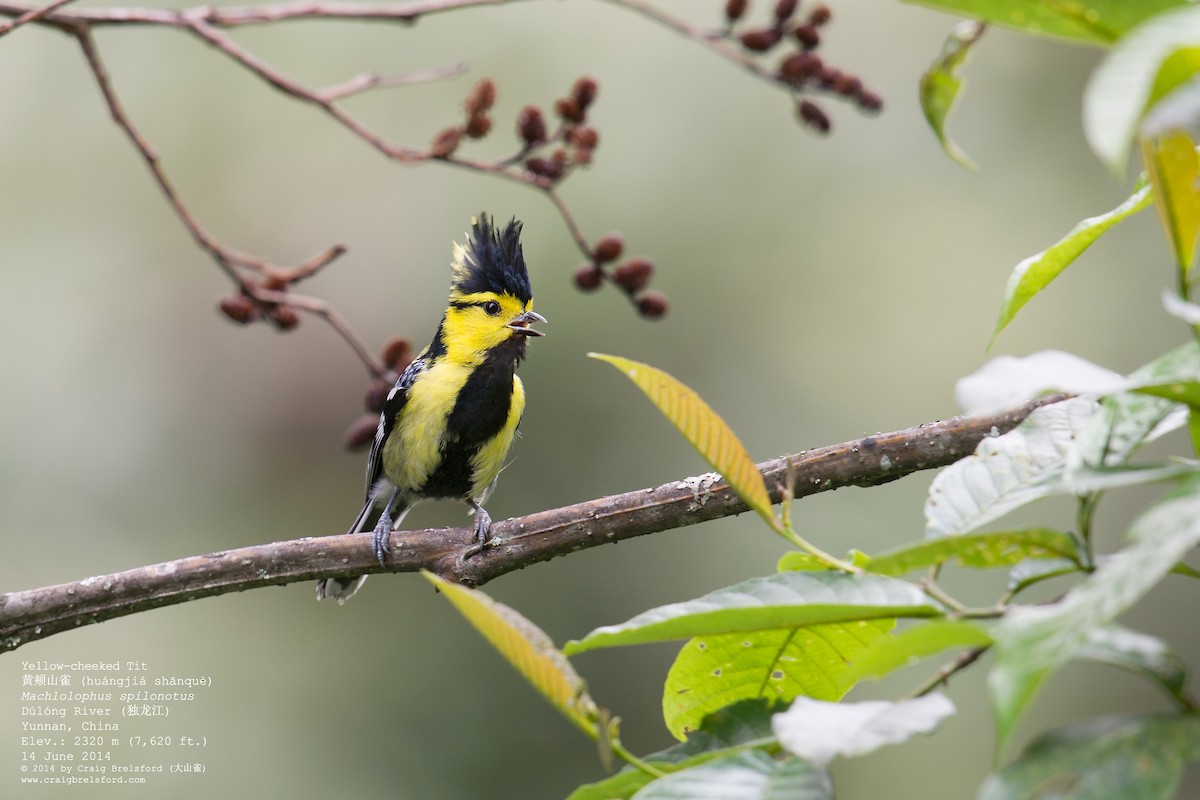 Yellow-cheeked Tit - ML57624941